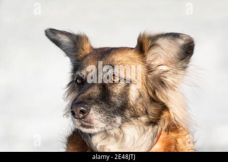 Ein Porträt von großen Mischlingshund streunenden Hund Sheepdog taras auf die Seite vor einem Winter weißen Hintergrund. Speicherplatz kopieren. Die Augen des Hundes suchen nach ihm Stockfoto