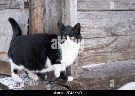 Flauschig hell Kätzchen sitzt auf dem Schnee und schaut zu Die Kamera im Winter Stockfoto