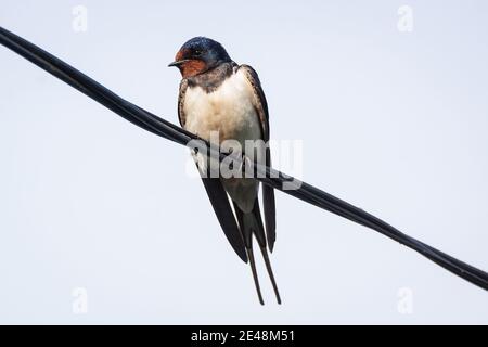 Schwalbe auf Draht, Vogel auf einem elektrischen Draht Stockfoto