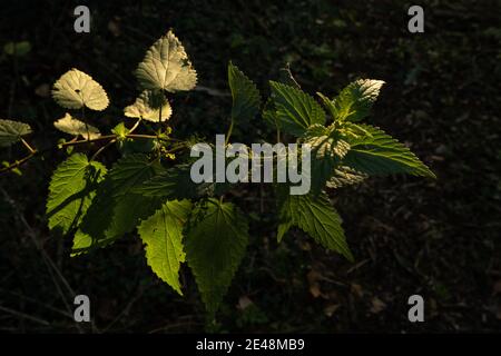 Nahaufnahme von Brennnesseln Urtica dioica, Blätter magisch durch Dämmerung Sommersonne gegen Waldboden beleuchtet Stockfoto