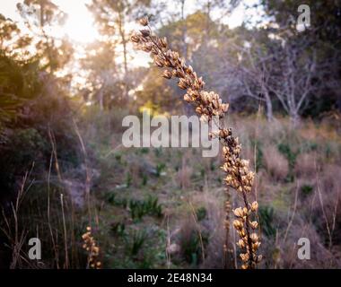 Wilde Blumen im Wald im Sonnenuntergang Stockfoto