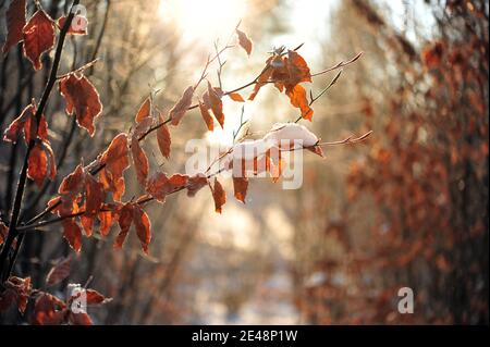 Zweige mit braunen, verblassten Blättern mit Schnee in goldenem Sonnenlicht. Naturszene im Januar. Stockfoto