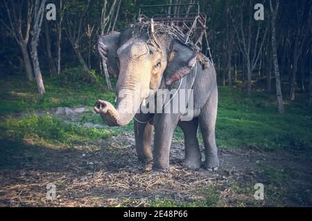 Thailand, Reiten Elefant schaut Kamera auf den Hintergrund des Dschungels und grünen Grasboden. Exotisches Tier in der wilden Natur Asiens. Epische Landschaft des tropischen Waldes der asiatischen Zuflucht in weichen cineastischen Ton Stockfoto