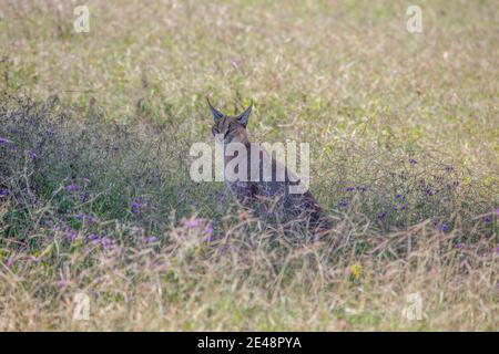 Caracal ruht im Gras und beobachtet die Jagd. Stockfoto