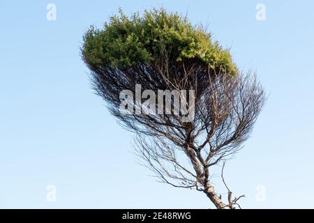 Blick auf den manuka-Baum Stockfoto