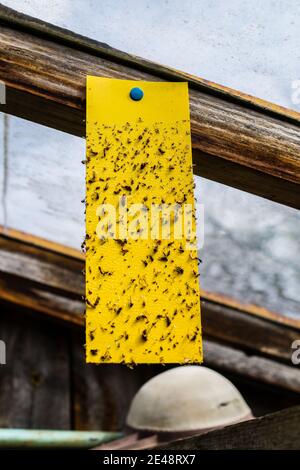 Gelbe Insektenfalle im Gewächshaus Stockfoto