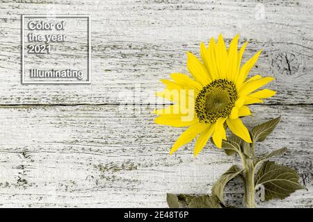 Einzelne gelbe herbstliche Sonnenblume auf weißem Holztisch mit Kopierraum. Farbe des Jahres 2021 Stockfoto