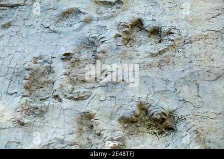 Dinosaurierspuren Barkhausen bei Bad Essen, Osnabrücker Land Stockfoto