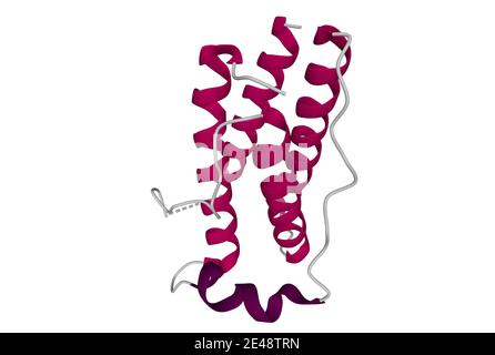 Struktur des menschlichen Fettleibigkeit Protein, Leptin. 3D-Cartoon-Modell isoliert, weißer Hintergrund Stockfoto