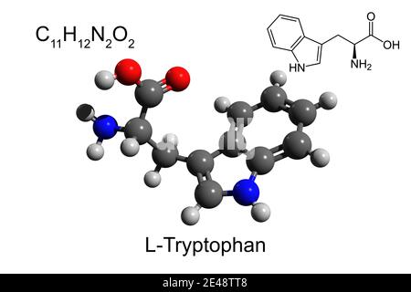 Chemische Formel, Skelettformel und 3D-Ball-und-Stick-Modell von L-Tryptophan, eine essentielle Aminosäure, weißer Hintergrund Stockfoto