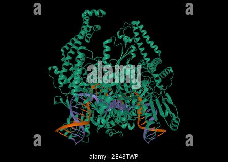 Struktur der topoisomerase II - DNA-Komplex, 3D-Cartoon-Modell, schwarzer Hintergrund Stockfoto