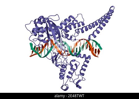 Struktur der topoisomerase I - DNA-Komplex, 3D-Cartoon-Modell, weißer Hintergrund Stockfoto