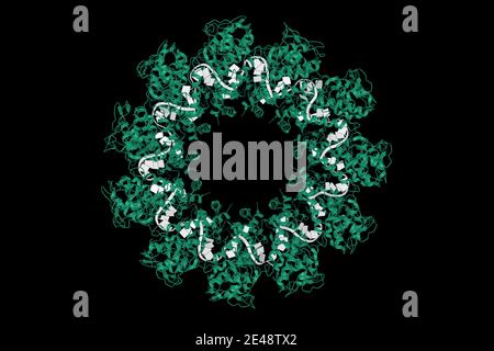 Kristallstruktur des Tollwutvirus Nucleoprotein(grün)-RNA(weiß)-Komplexes, 3D-Cartoon-Modell isoliert, schwarzer Hintergrund Stockfoto