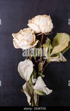 Zwei getrocknete weiße Rosen auf dunkelblauem Hintergrund, Stillleben, Nahaufnahme, flaches Lay Stockfoto