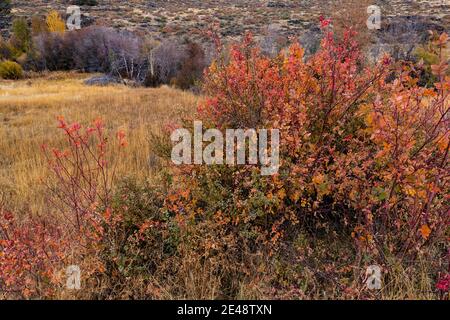 Sträucher auf der Riddle Brothers Ranch am Steens Mountain sind als frühes Siedlungsbeispiel im Osten von Oregon, USA, erhalten Stockfoto