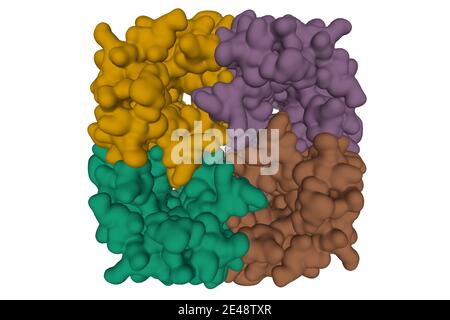 Kristallstruktur des menschlichen Aquaporin 7, 3D Oberflächenmodell isoliert, weißer Hintergrund Stockfoto
