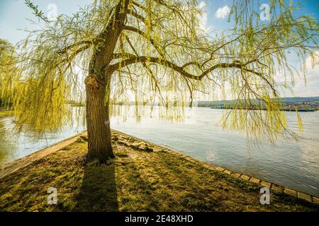 Baum an der Mündung des Selz bei frei-Weinheim, Ingelheim-Nord, Frühlingsbeginn am Rheinufer, Ingelheimer Rheinaue, Stockfoto