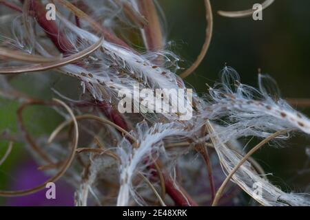 Schmalblättrige Weidenröschen, Weidenröschen, Früchte, Samen, Epilobium angustifolium, Chamerion angustifolium, Chamaenerion angustifolium, Fire Weed Stockfoto