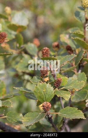 Fjellbirke, Fjell-Birke, Fjällbirke, Fjäll-Birke, Moor-Birke, Moorbirke, Haar-Birke, Besen-Birke, Behaarte Birke, Betula pubescens ssp. Tortuosa, be Stockfoto