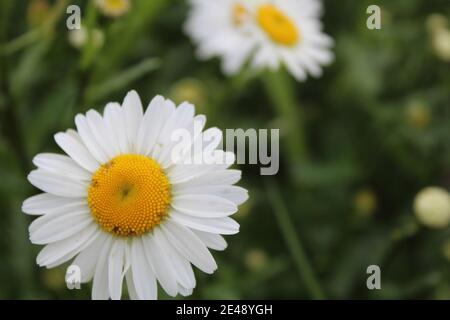 Blumen auf der Postkarte Daisy Garten Apotheke ist große Plano mit Blütenblättern und helle Mitte mit einer Kopie des Raumes. Stockfoto