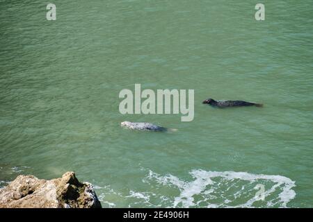 Ein Paar Graue Seehunde in den Schutzwässern von Angel Bay am Ende der Little Orme, Nordwales. Stockfoto