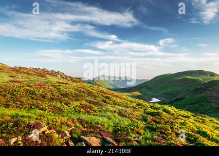 Kleiner herzförmiger Bergsee an grünen Hängen, bedeckt mit rosa blühenden Rhododendronblüten. Flauschige Wolke im blauen Himmel. Sommer Berglandschaft Stockfoto