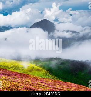 Bunt blühenden Blumen im Sommer Feld in die Karpaten. Herrliche Natur Outdoor Szene. Welt Schönheit Konzept Hintergrund Stockfoto