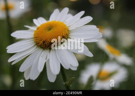 Blumen auf der Postkarte Daisy Garten Apotheke ist große Plano mit Blütenblättern und helle Mitte mit einer Kopie des Raumes. Stockfoto