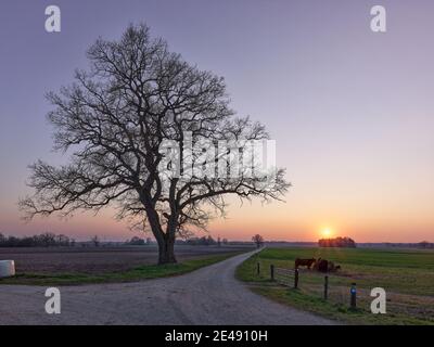 Baum, Eiche, Feld, Ackerland, Dämmerung, Weide, Weideprojekt, Urvieh, Heckvieh, Zaun Stockfoto