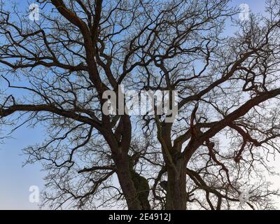 Baum, Eiche, Feld, Ackerland, Dämmerung, Weide, Weideprojekt, Urvieh, Heckvieh, Zaun Stockfoto