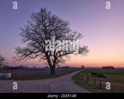 Baum, Eiche, Feld, Ackerland, Dämmerung, Weide, Weideprojekt, Urvieh, Heckvieh, Zaun Stockfoto