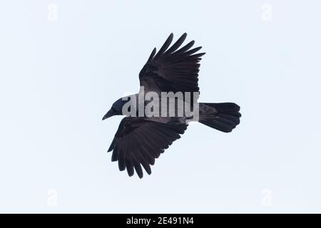 Eine isolierte Kapuzenkrähe (corvus Corone cornix) Im Flug mit ausgebreiteten Flügeln Stockfoto