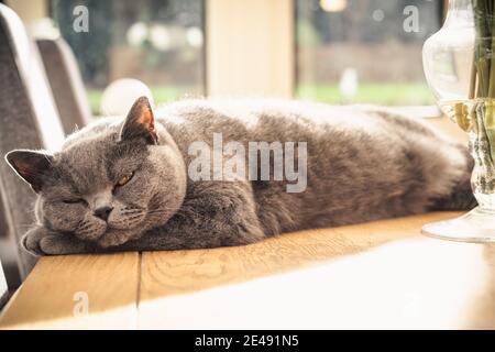 Fauler Haustier Katze ruht in Sonnenlicht auf einem Tisch im Inneren Zimmer im Haus Stockfoto