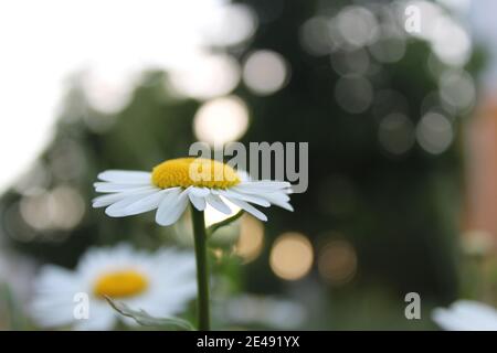 Blumen auf der Postkarte Daisy Garten Apotheke ist große Plano mit Blütenblättern und helle Mitte mit einer Kopie des Raumes. Stockfoto