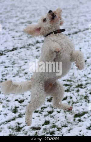 Hund im Schnee springen Stockfoto