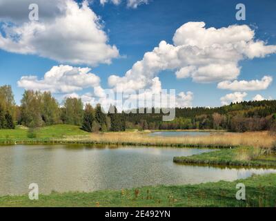 Wald, Mischwald, Nadelbäume, Laubbäume, Wiese, Schilf, Wolken, Teiche, Wasser, stagnierendes Wasser, Fischteiche, Frühlingstag, sonnig, Naherholungsgebiet, Erholungsgebiet, Hügel, hügelig, Naturpark, Mittelschwäbien, Schwaben Stockfoto