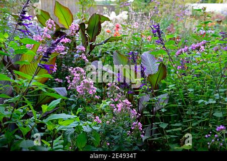 Rosa Phlox, Salvia amistad, Ensete ventricosum Maurelii, äthiopische schwarze Banane, dunkle Blätter, dunkles Laub, gemischte Bordüre, gemischtes Bett, exotische Bordüre, exotisch sein Stockfoto