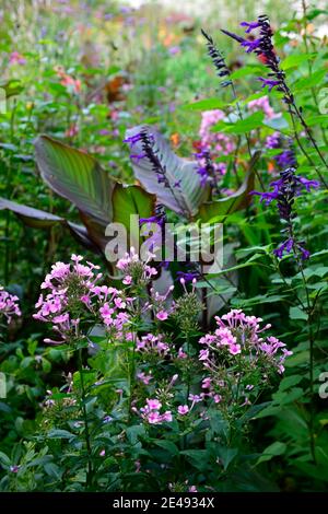 Rosa Phlox, Salvia amistad, Ensete ventricosum Maurelii, äthiopische schwarze Banane, dunkle Blätter, dunkles Laub, gemischte Bordüre, gemischtes Bett, exotische Bordüre, exotisch sein Stockfoto