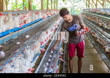 Eine Geflügelfarm in Batangas, Philippinen Stockfoto