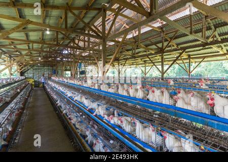 Eine Geflügelfarm in Batangas, Philippinen Stockfoto