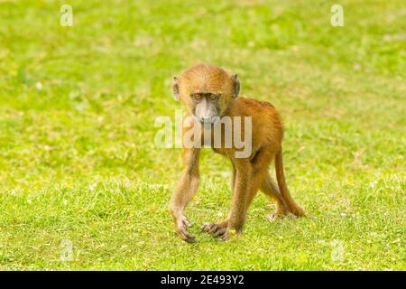 Guinea Baboon (Papio papio) Baby 02/08/2014 Stockfoto