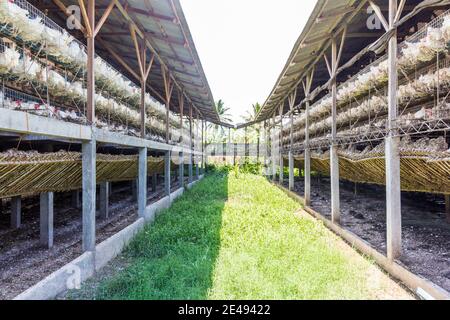 Eine Geflügelfarm in Batangas, Philippinen Stockfoto