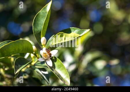 Bienen sammeln Pollen auf weißen Orangenblüten aus nächster Nähe Stockfoto