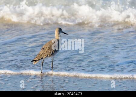 Willet-Sandpiper am Ufer im Süden Floridas Stockfoto