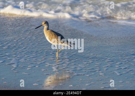 Willet-Sandpiper am Ufer im Süden Floridas Stockfoto