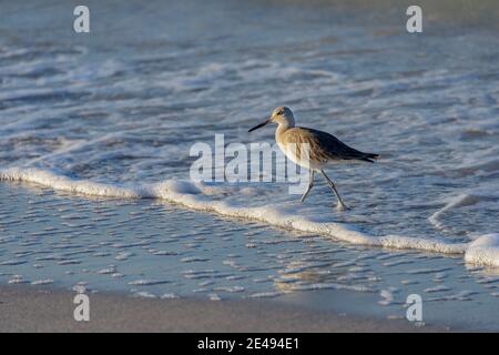 Willet-Sandpiper am Ufer im Süden Floridas Stockfoto