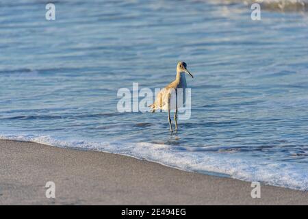 Willet-Sandpiper am Ufer im Süden Floridas Stockfoto