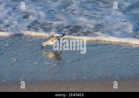 Willet-Sandpiper am Ufer im Süden Floridas Stockfoto