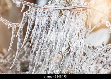 Eisige Äste mit Eiszapfen bei Sonnenuntergang. Winterfrost. Stockfoto