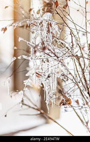 Eisige Äste mit Eiszapfen bei Sonnenuntergang. Winterfrost. Stockfoto